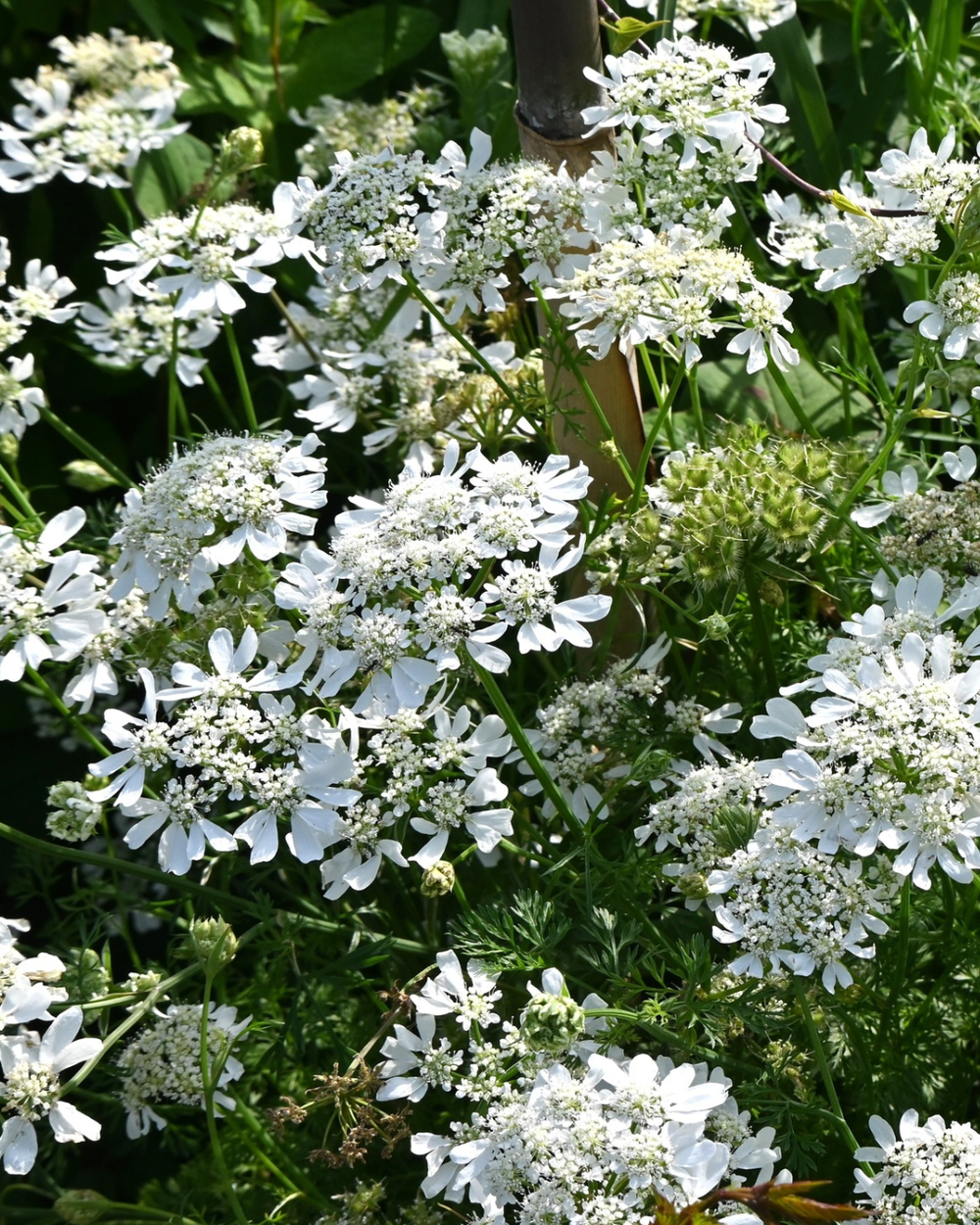 lace+flower.png?format=1000w